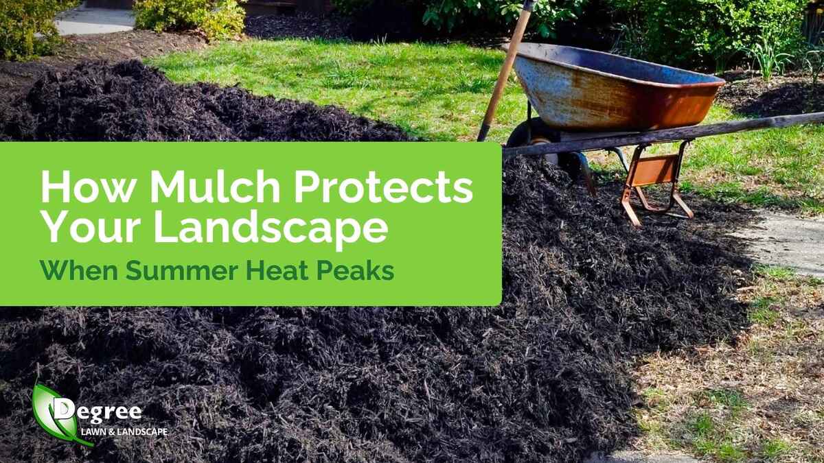 How Mulch Protects Your Landscape When Summer Heat Peaks 